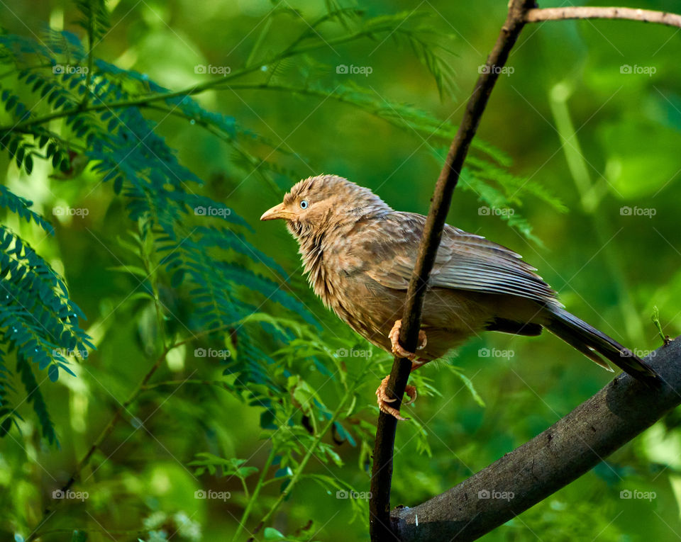 Bird photography  - babbler  - natural