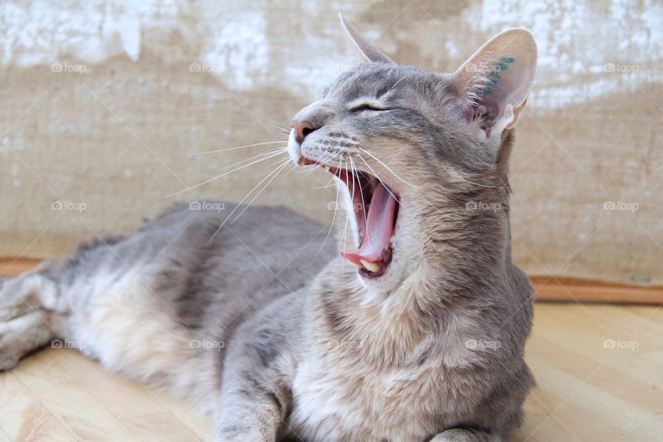 Rudolf, oriental cat yawns and screaming at the same time