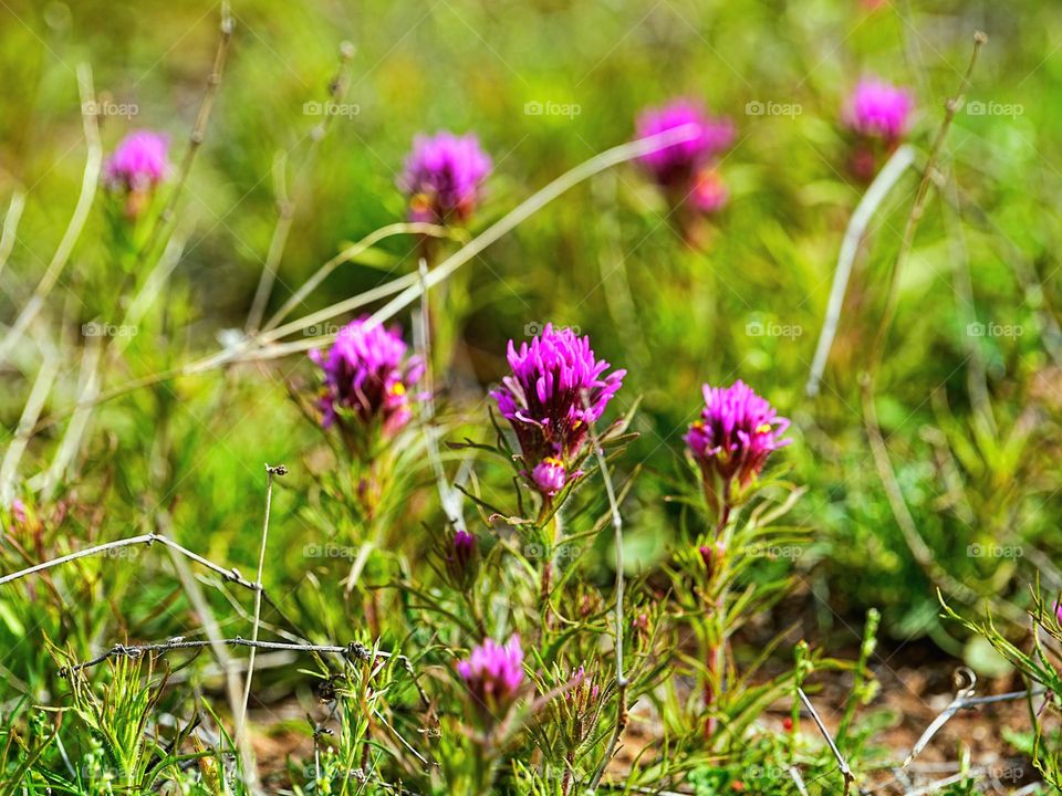 After some drenching spring rain in the Arizona desert, wild flowers of multiple color and variety spring from the parched earth