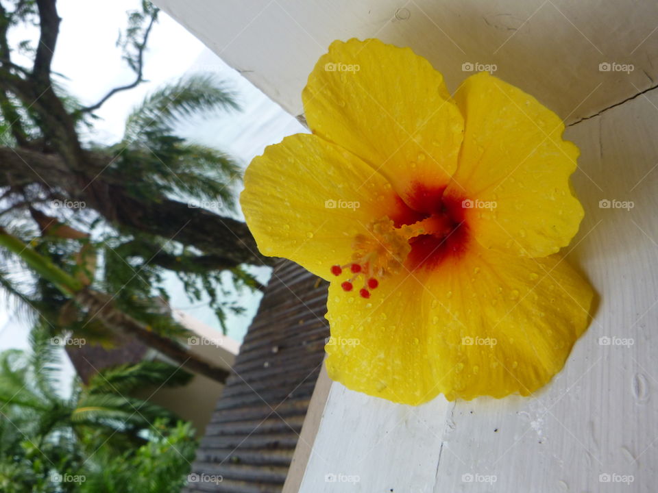 rain kissed beauty. found this on the balcony after a refreshing Jamaican rain