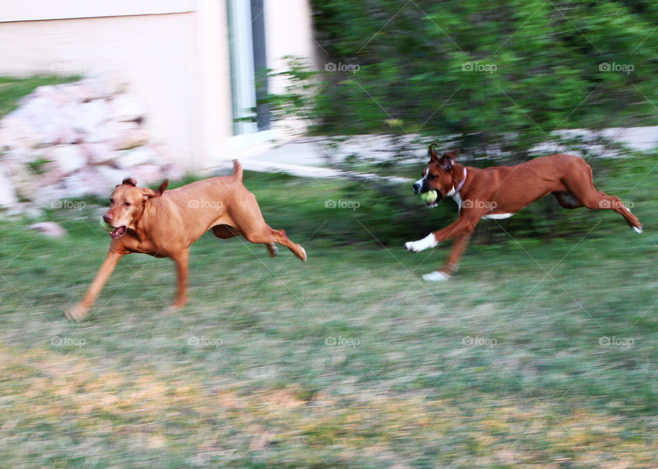 Viszla and boxer mix chasing each other