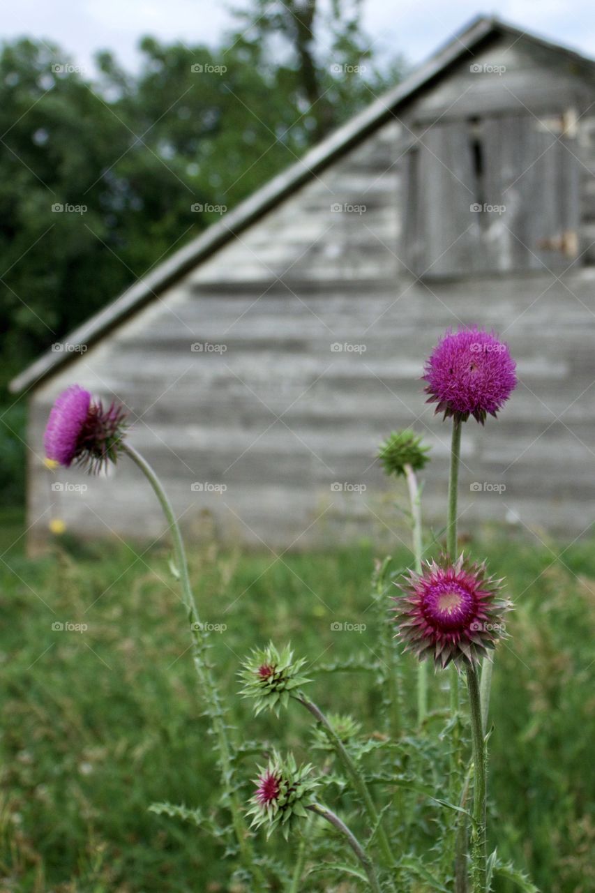 Isolated view of a Nodding Thistle or Milk Thistle flower heads in a field against a blurred, weathered, wooden, farm shed  