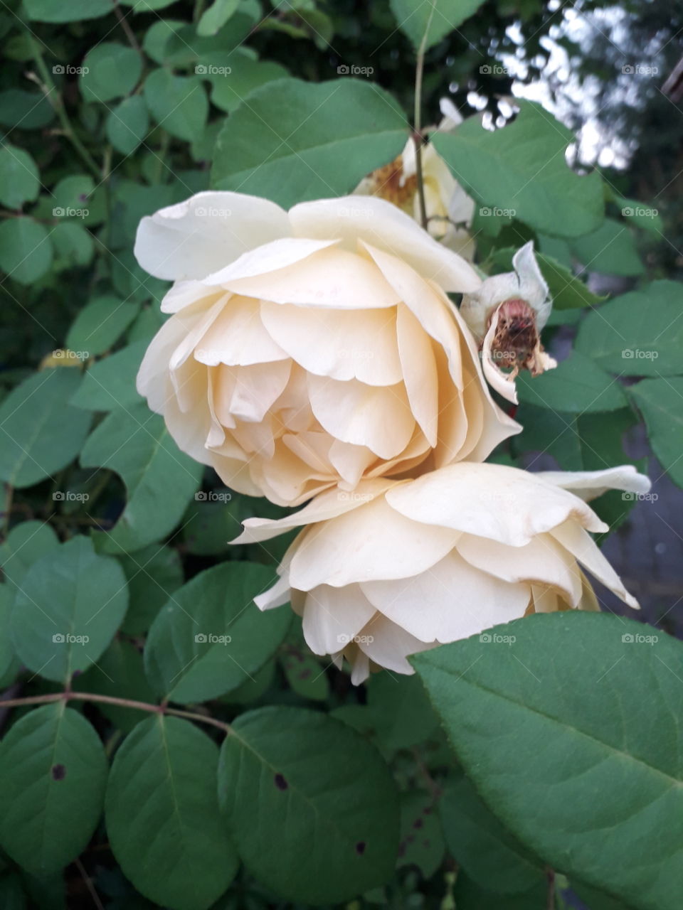 yellow rose from bloom to fruit