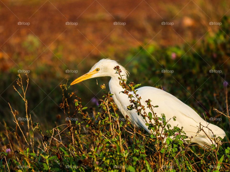 An egret close up view searching for food in an open area of a field