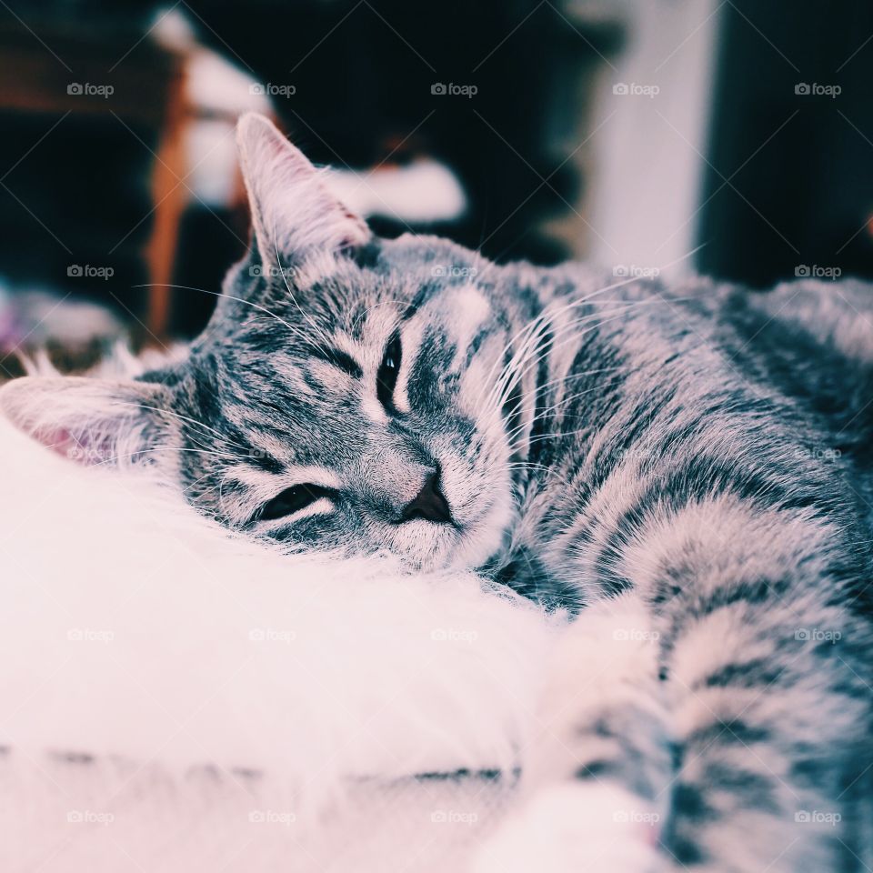 Cutest grey cat trying to sleep