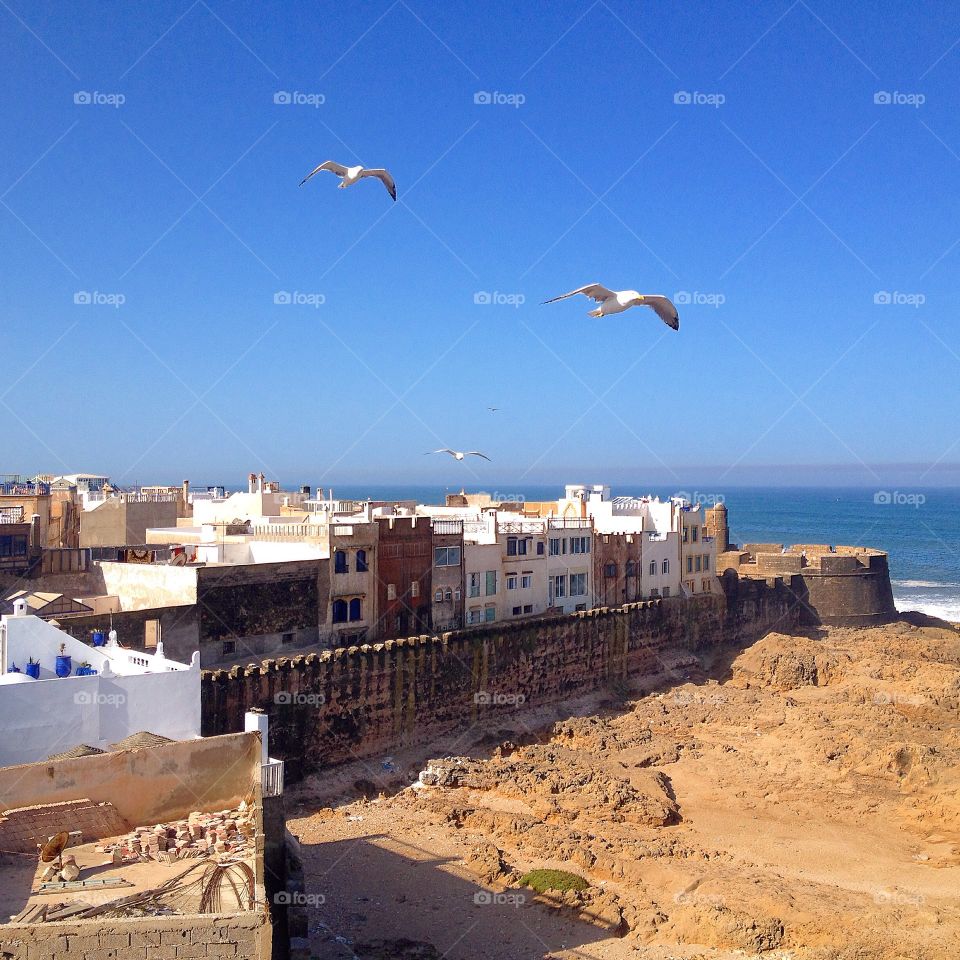 View of seagull flying at essaouira
