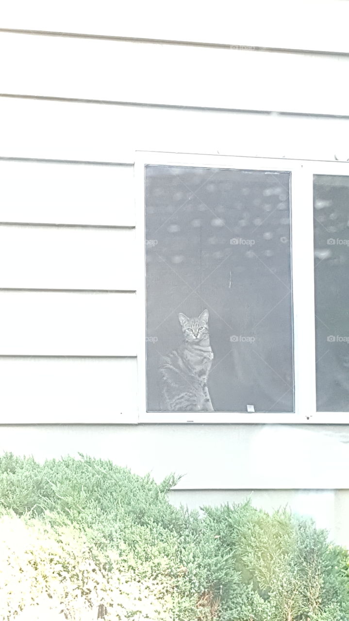 Cat in the window