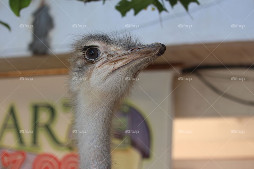 Ostrich at Baluarte Vigan Philippines
