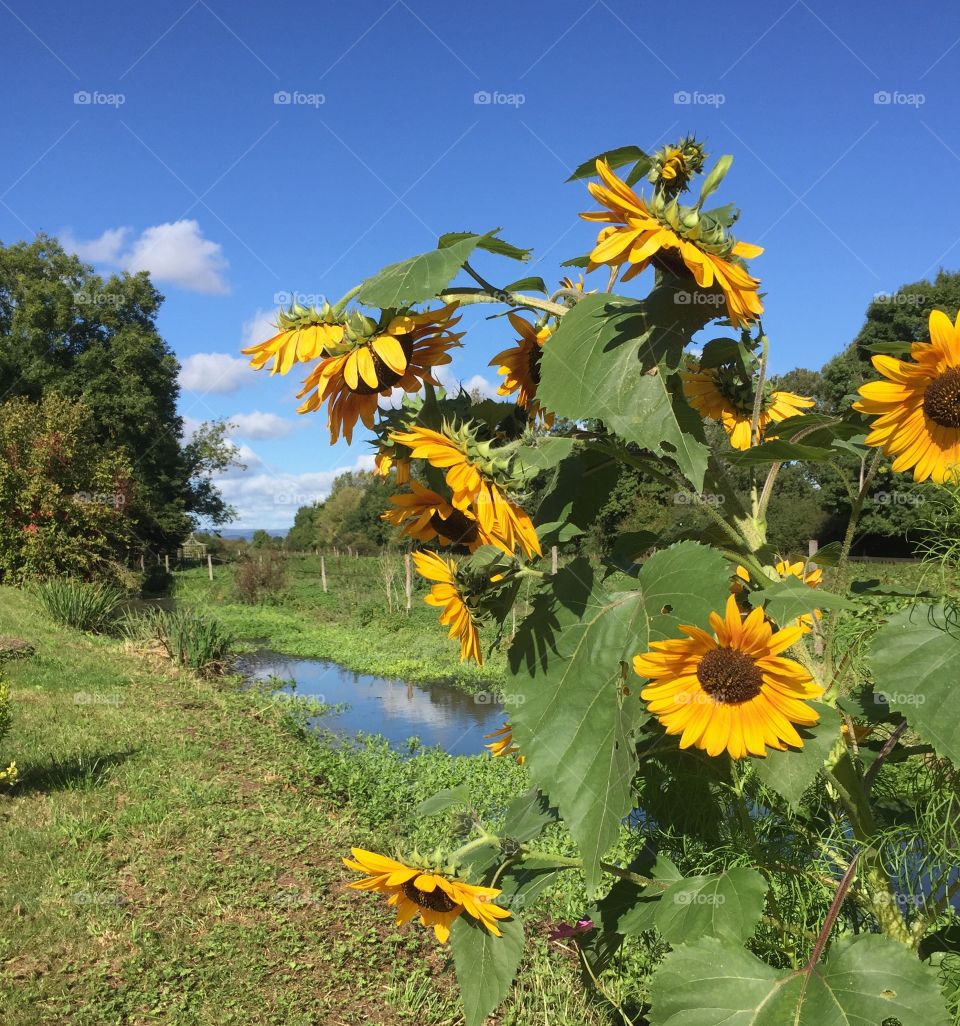 Sunflowers on the river 