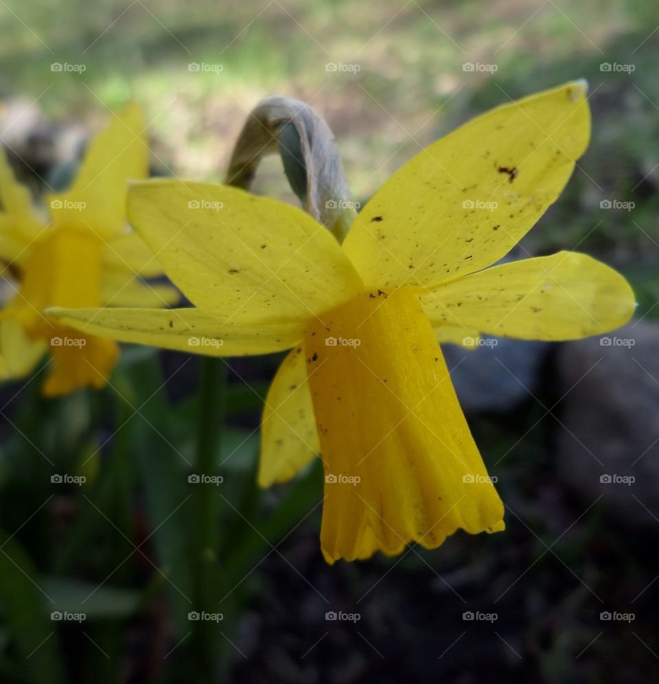 Narcissus pseudonarcissus. Påsklilja