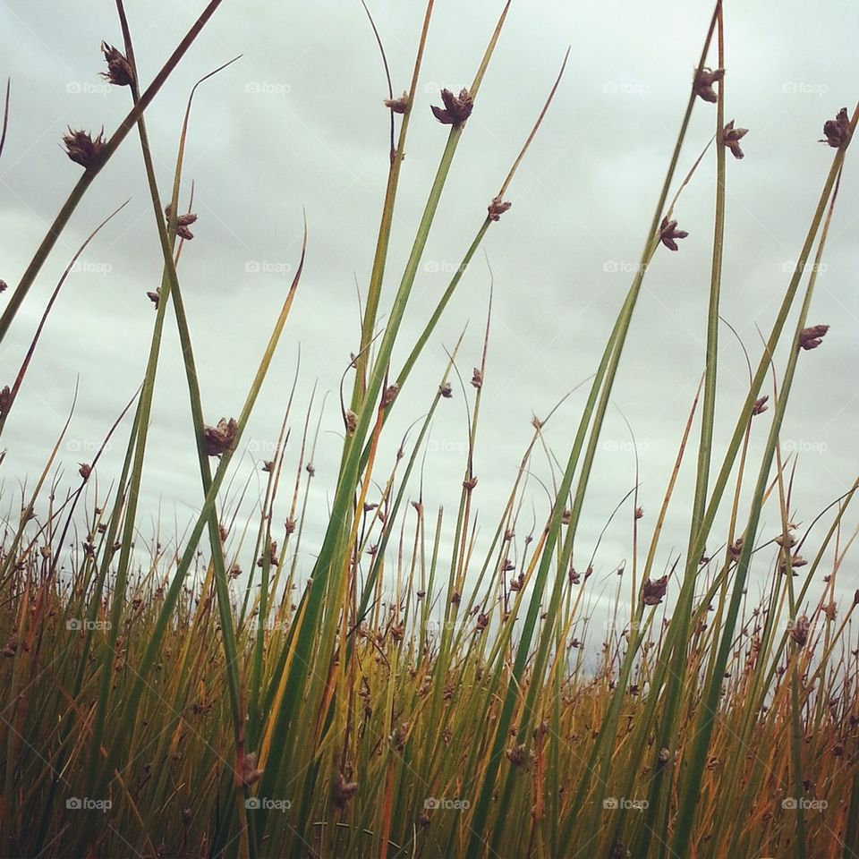 Lake Side Grass