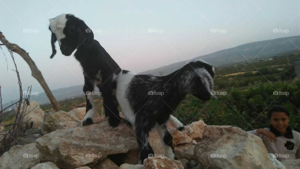 Beautiful goats on a rock