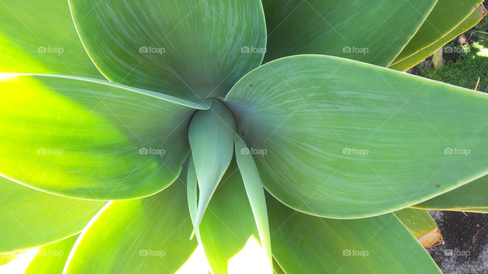 Agave plant