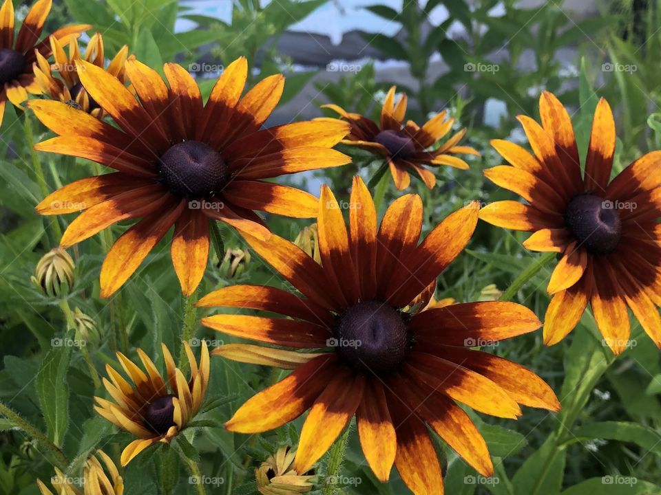 Black-eyed Susans