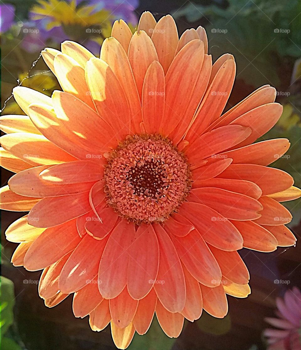 Gerber daisy. bright orange daisy at the local nursery