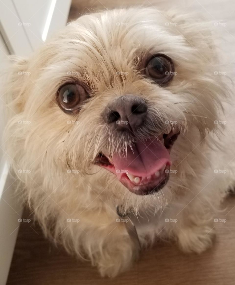 Little White Smiling Dog