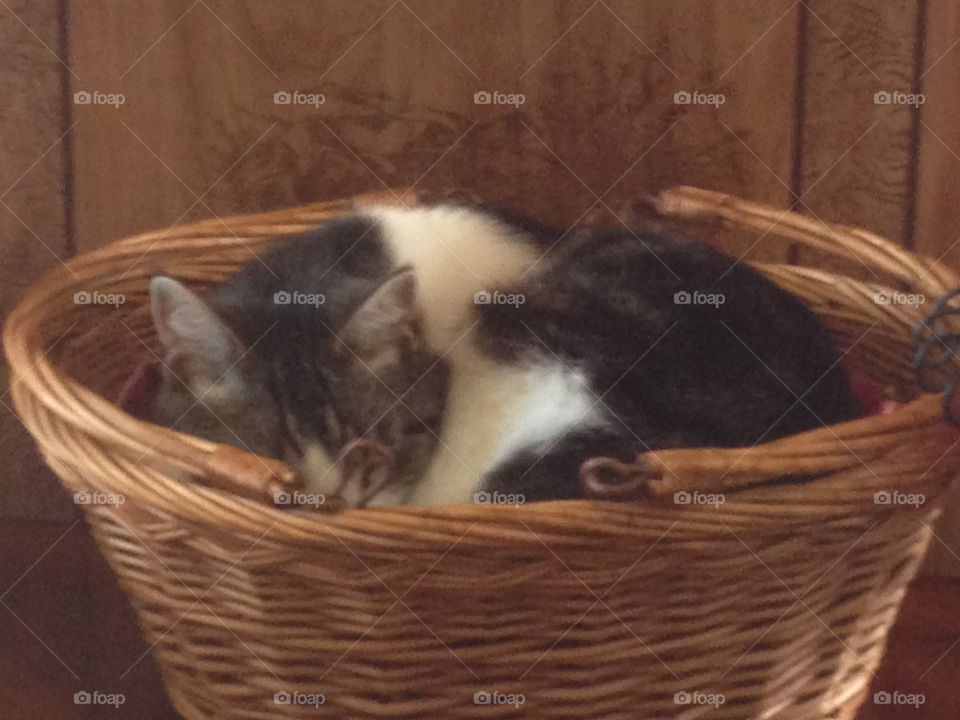 Cat sleeping in basket 