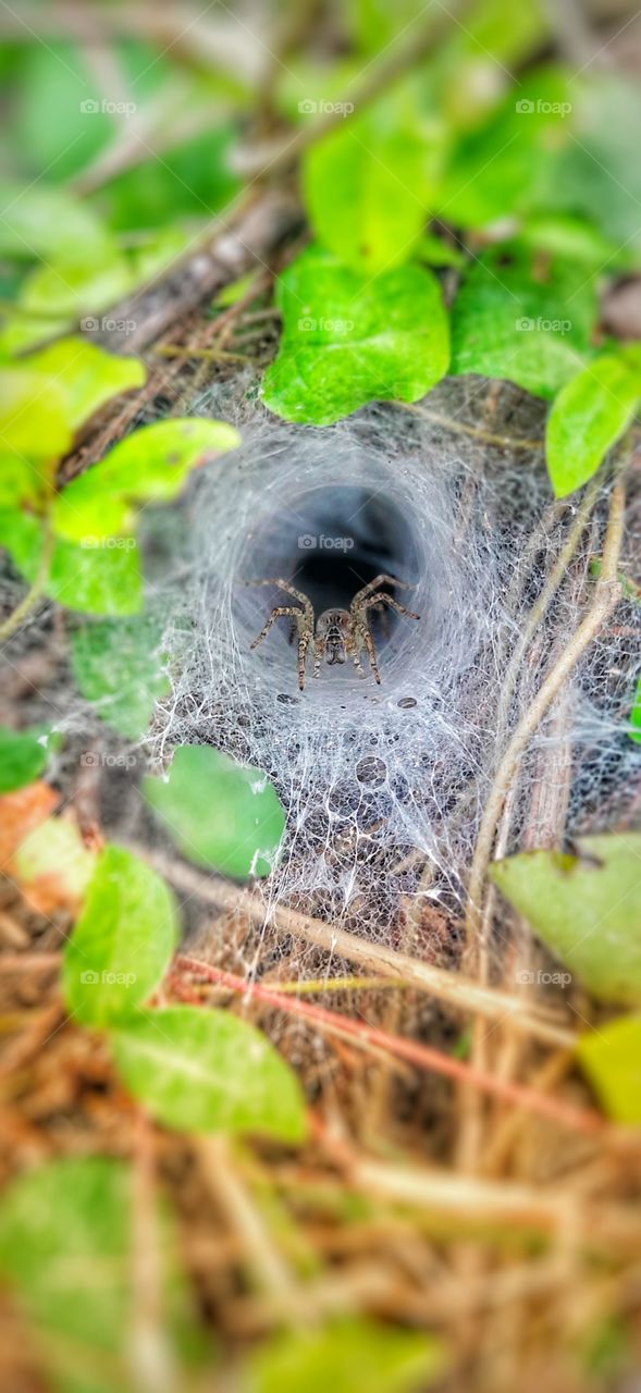 a little spider in a spider web