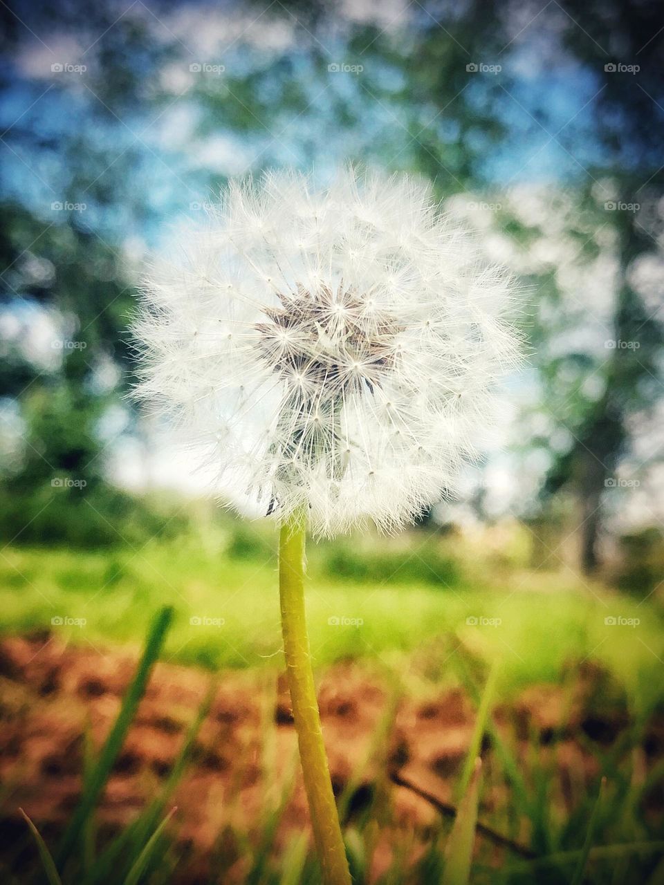 A beautiful bloomed dandelion ready to be blown away