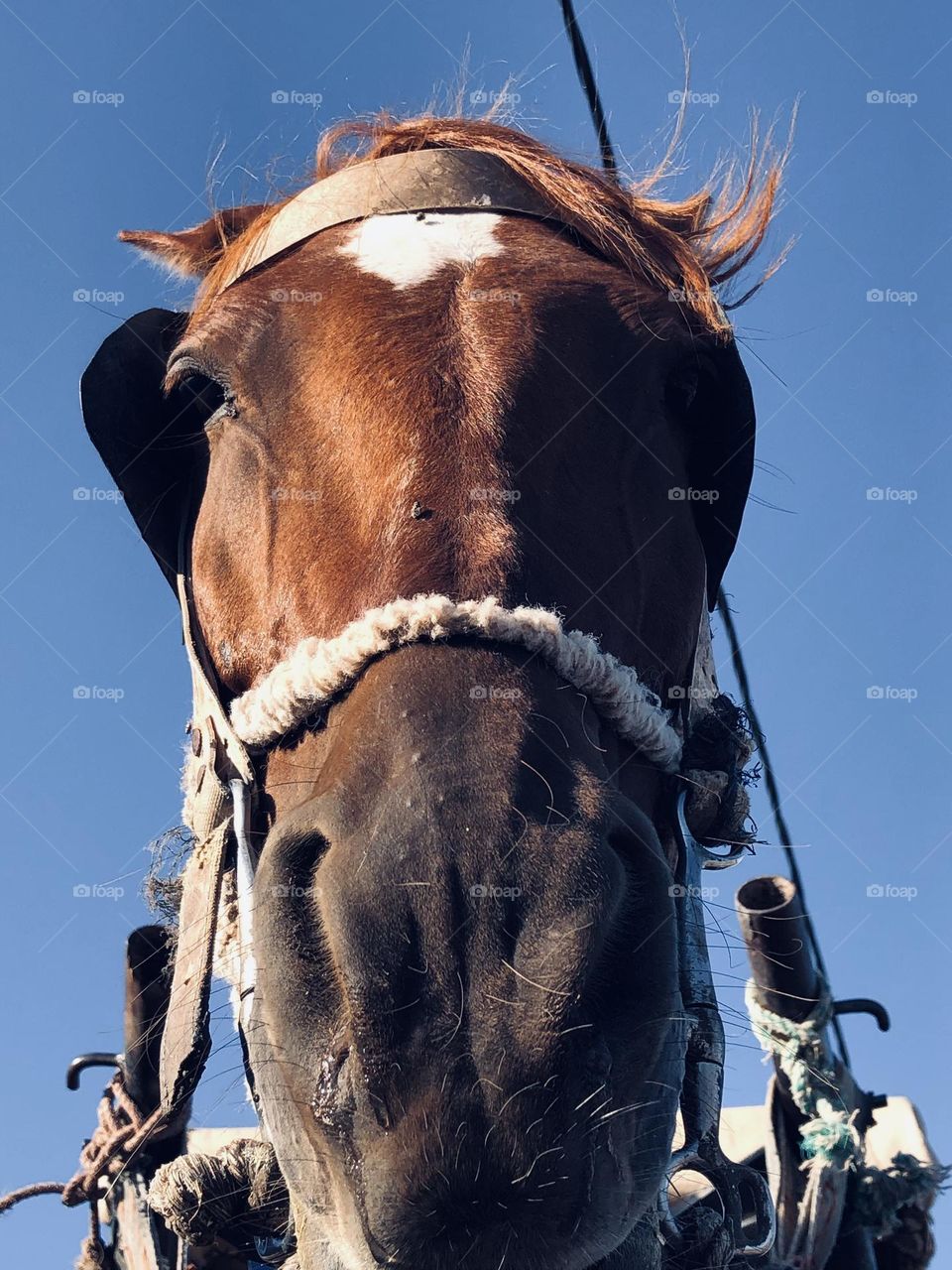 Beautiful horse looking at camera 