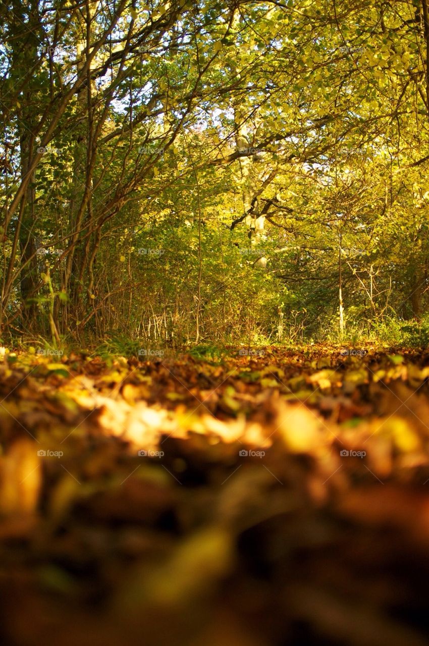 A carpet of leaves in the forest