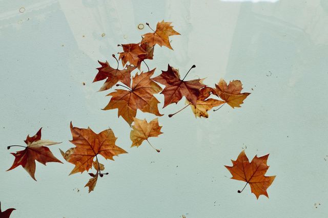 Fall leaves over turquoise water pool 
