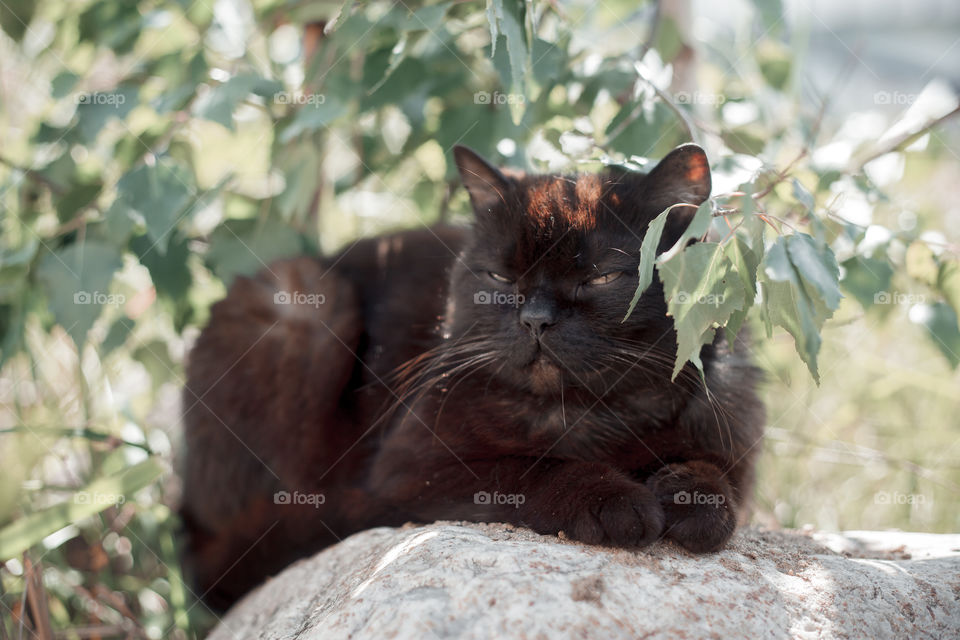 Black cat under birch brunch outdoor portrait at spring sunny day