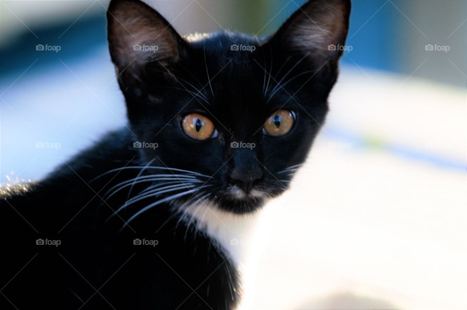 Black and white kitten 
