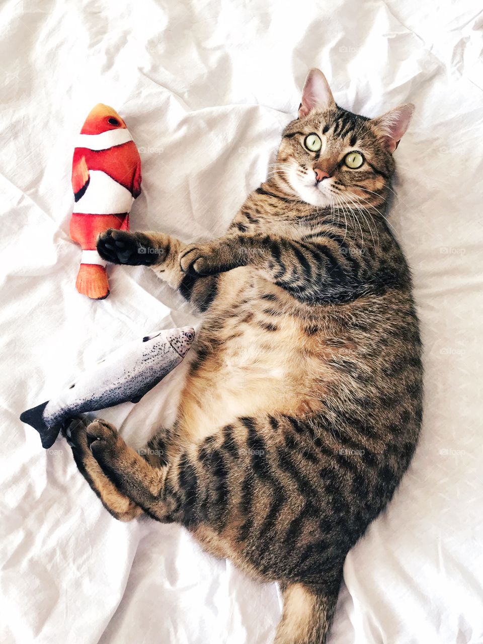 Cute cat with toys. Fish