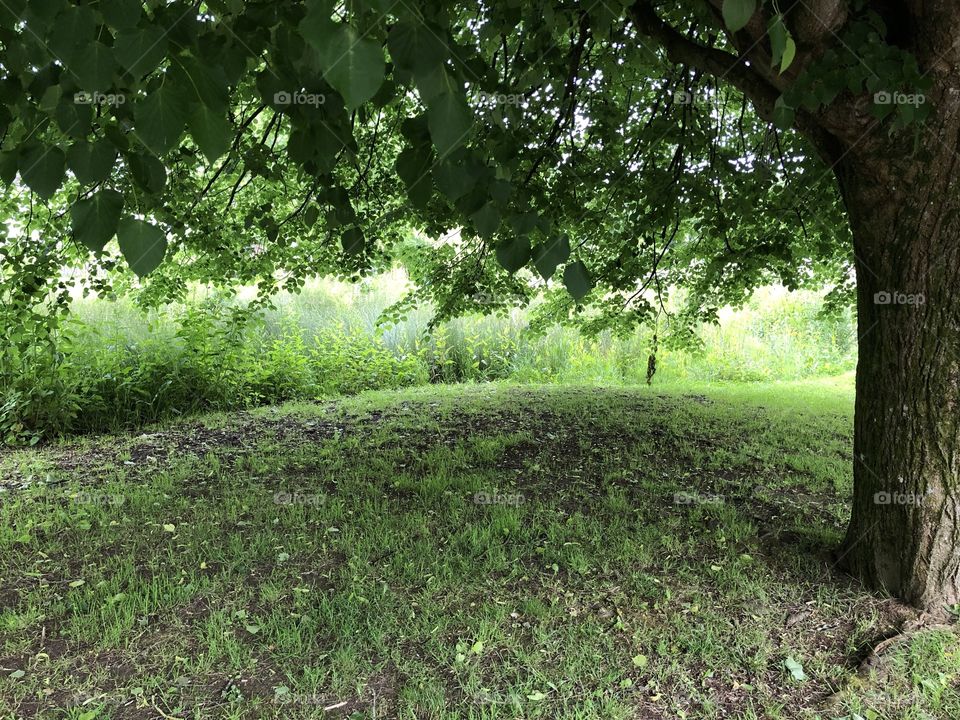 Part of the make up of a Totnes Park, all the greenery looks so fresh and very transparent and the wild nature of the back back drop adds to the joy of the photo.