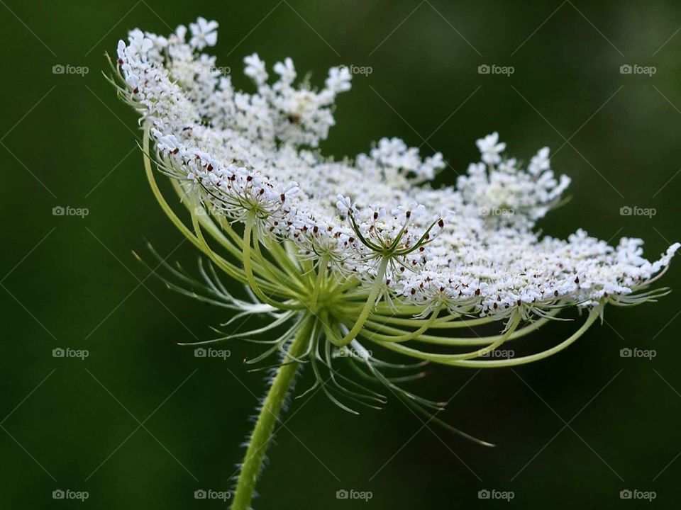 Wild carrot