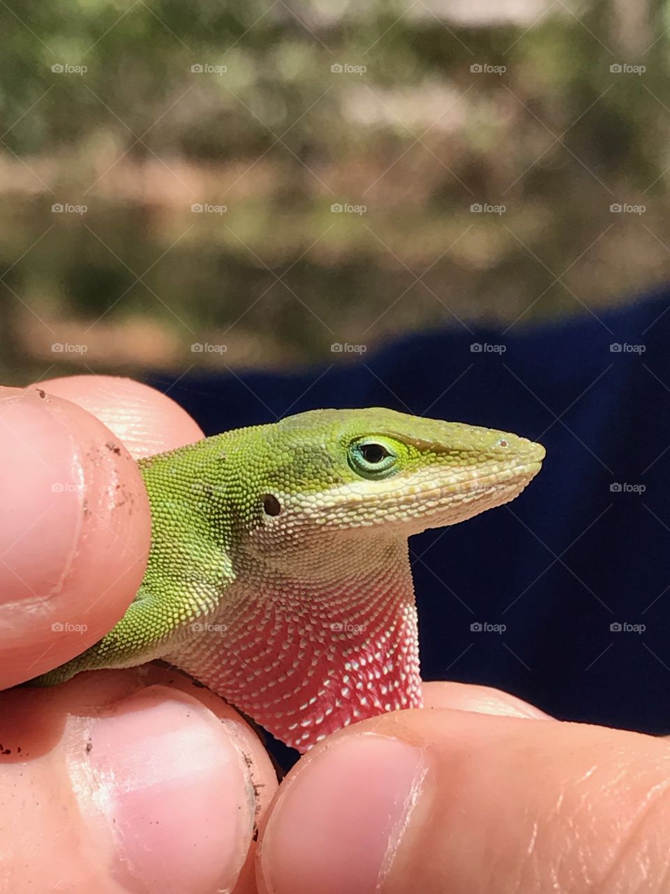The dewlap of an anole.