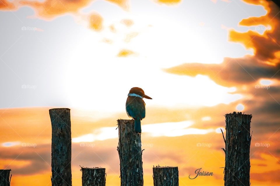 Kingfisher on sunset