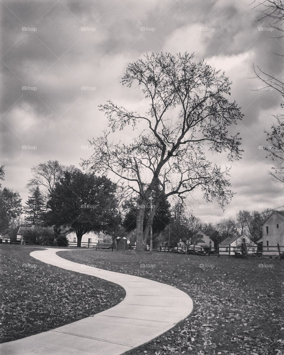 Park Path and Tree