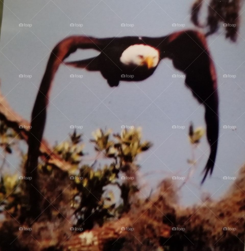 magneficient picture of eagle leaving his perch to search for food