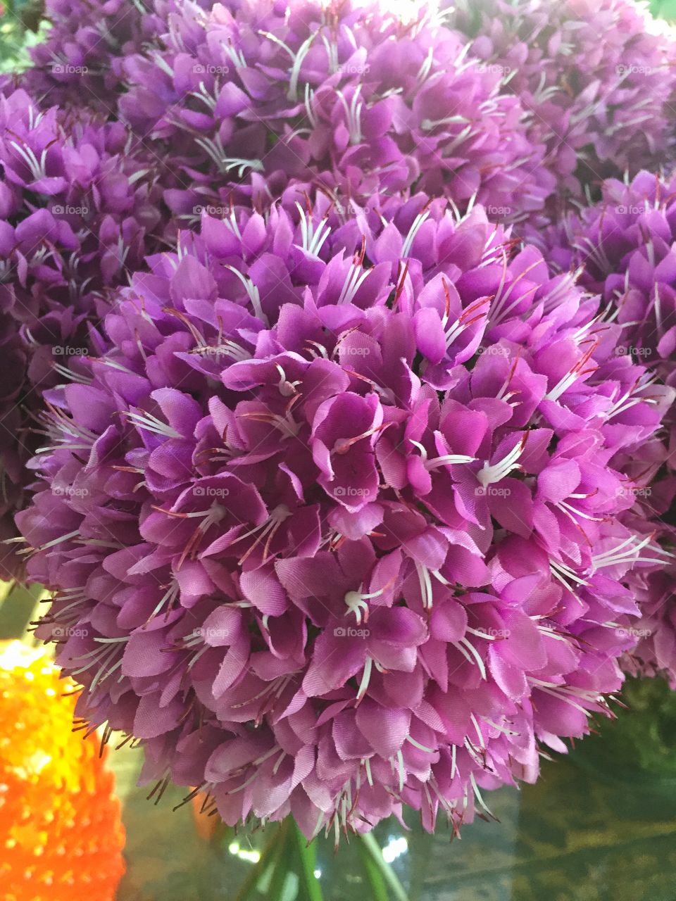 Lavender blooming flowers