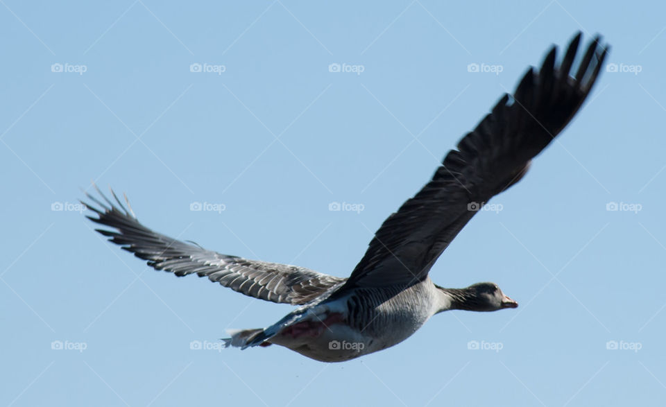 sky flying bird by anrool