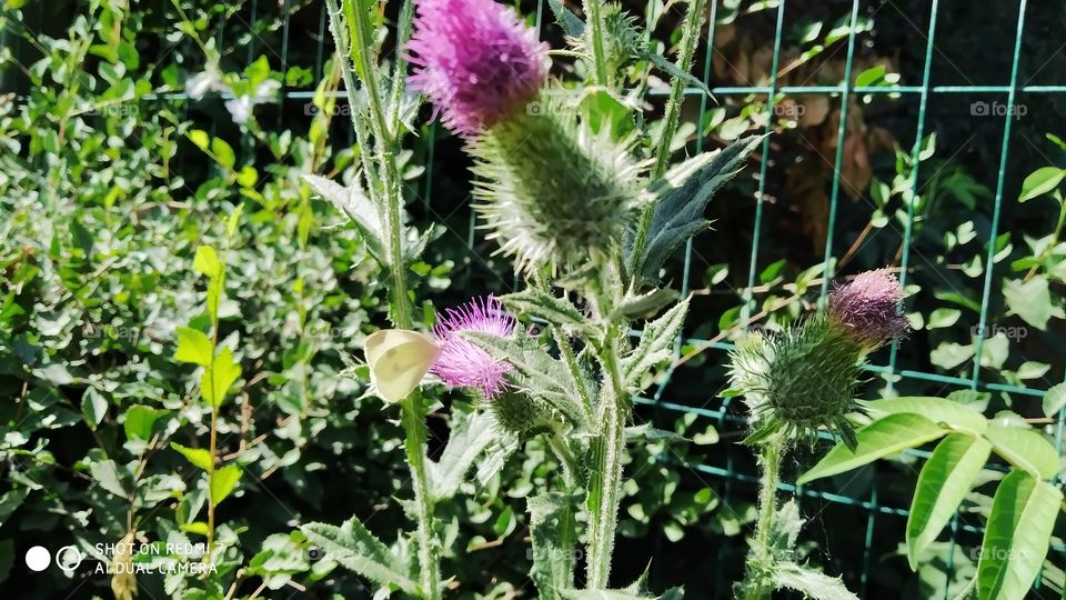 thistle