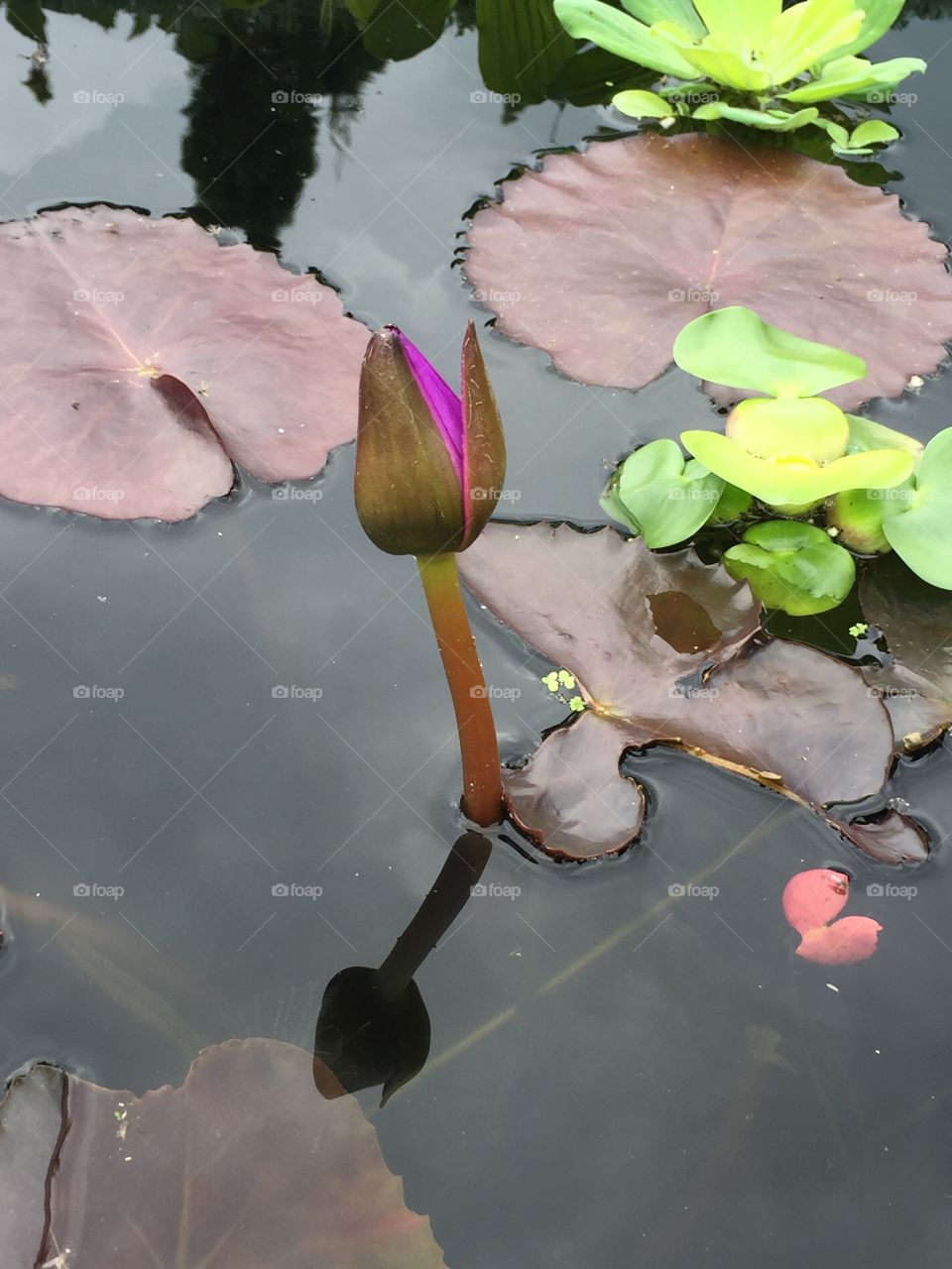 Water Lily Bloom