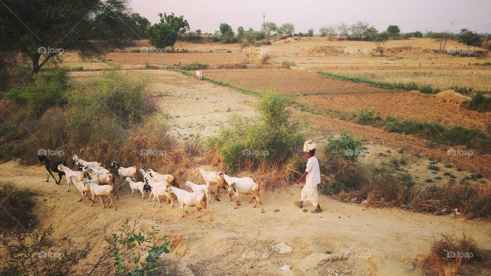 Rural livelihood #goats#pets