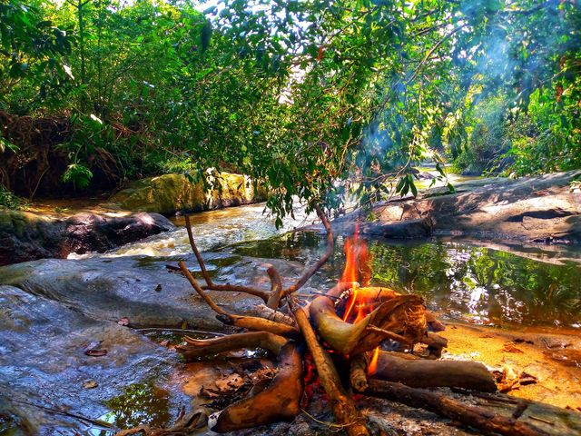 party , tree ,fire