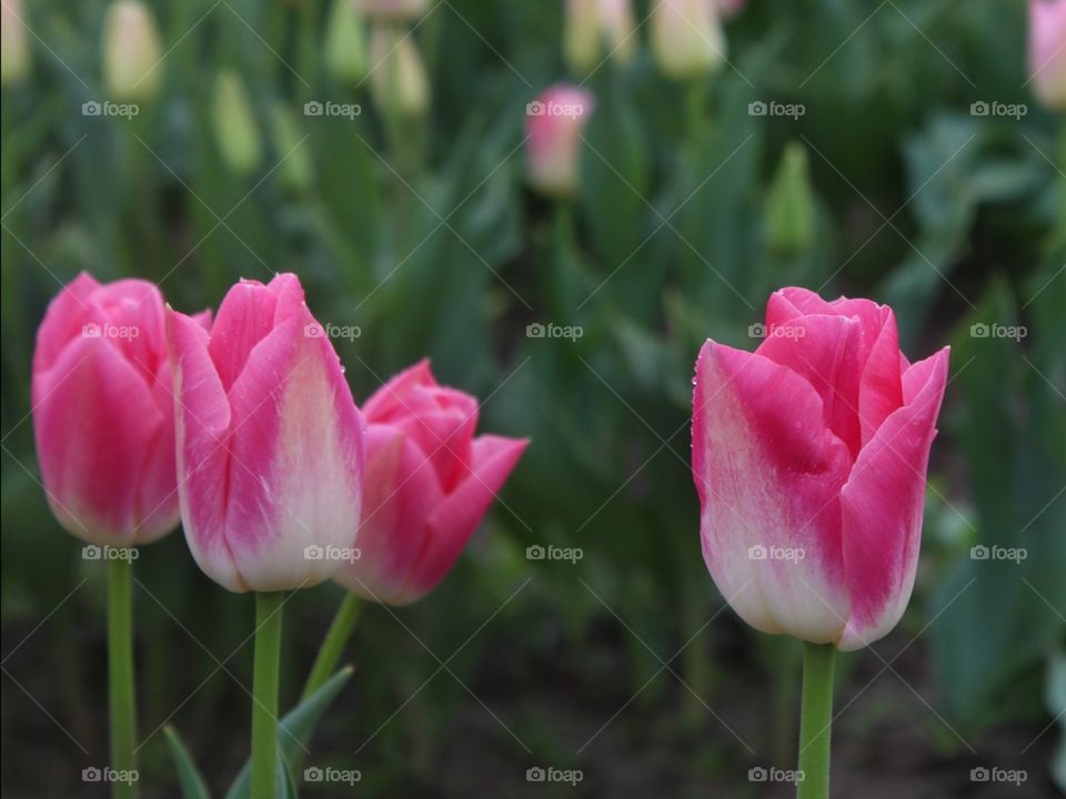 Pink Tulips