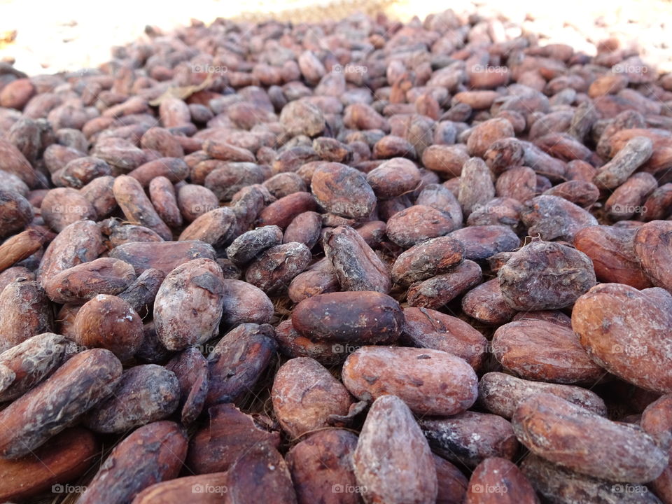 cacao grains