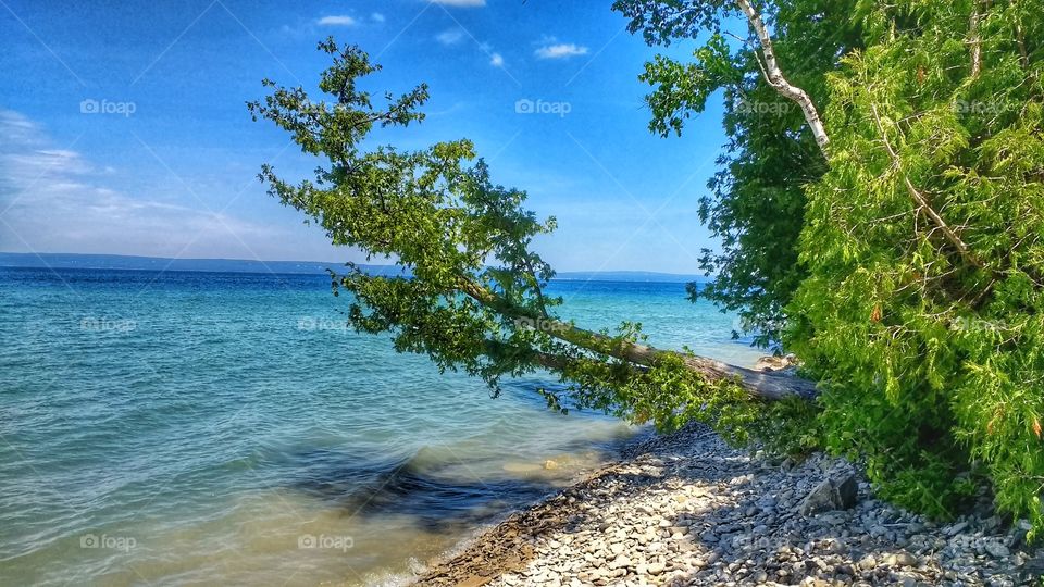 Cedar tree reaches over turquoise water