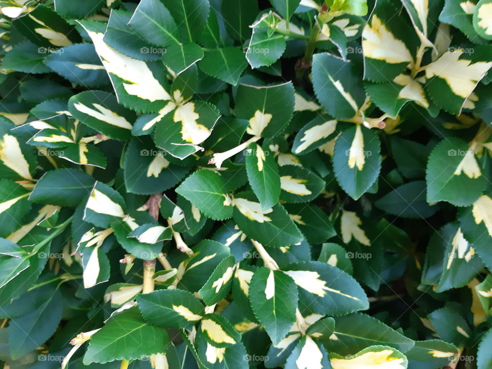 Green and yellow foliage