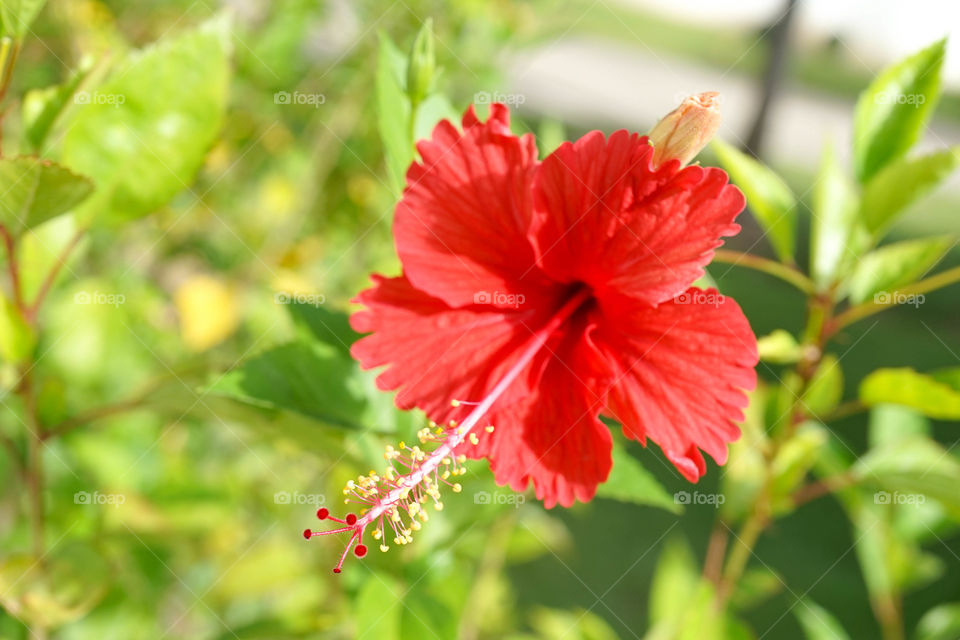 Okinawa Hibiscus pr red hibiscus flower with abstract green leaves on background. Shallow depth of field. Selective focus on the pollen