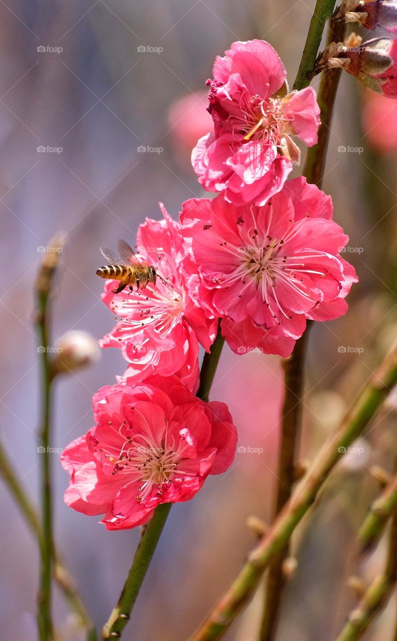 flowers and Bee