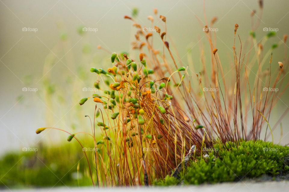 Closeup plant