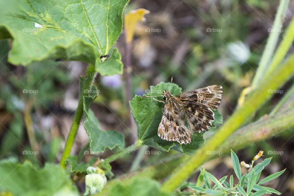 Mallow skipper