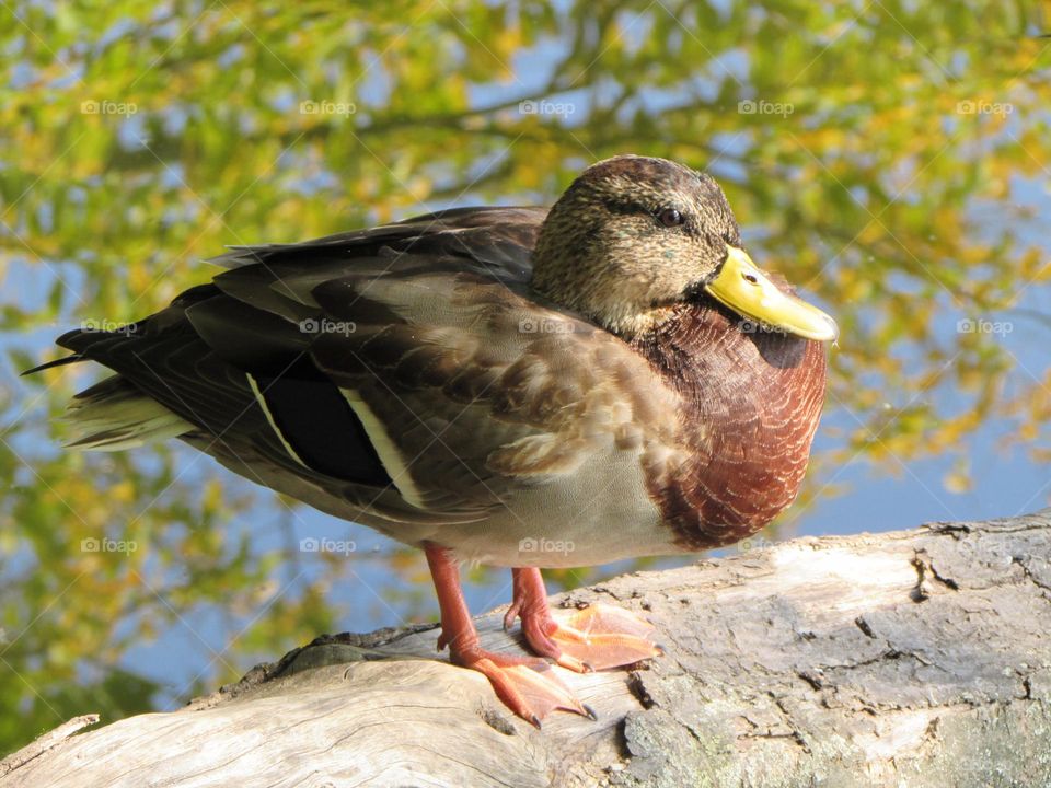 Duck against the background of reflection in the water